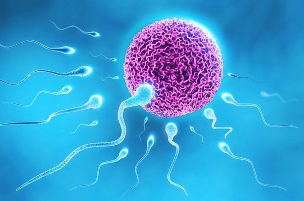 Gynecology - Infertility